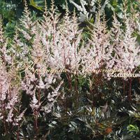 Астильба японская Бронзлауб Астильба японская Бронзлауб